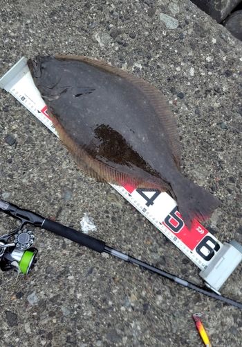 ヒラメの釣果