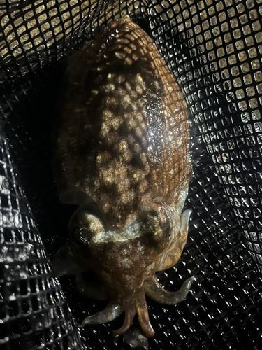 コウイカの釣果