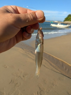 シロギスの釣果