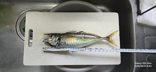 アジの釣果