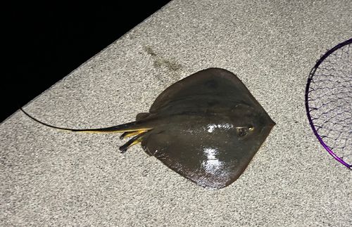 アカエイの釣果