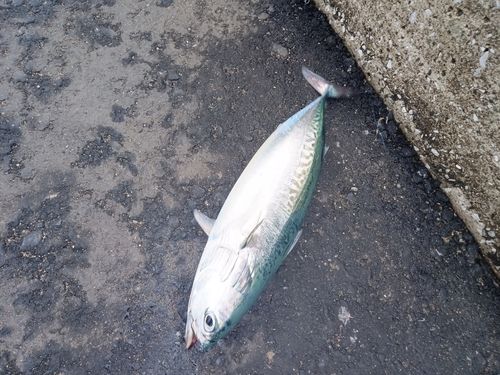 マルソウダの釣果