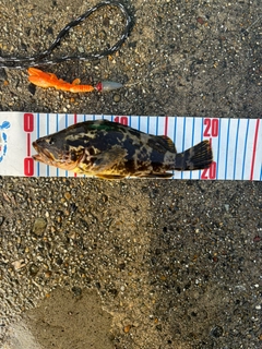 タケノコメバルの釣果