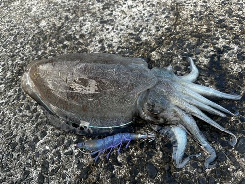 コウイカの釣果