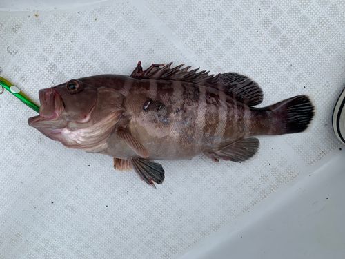マハタの釣果