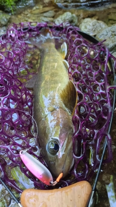 イワナの釣果