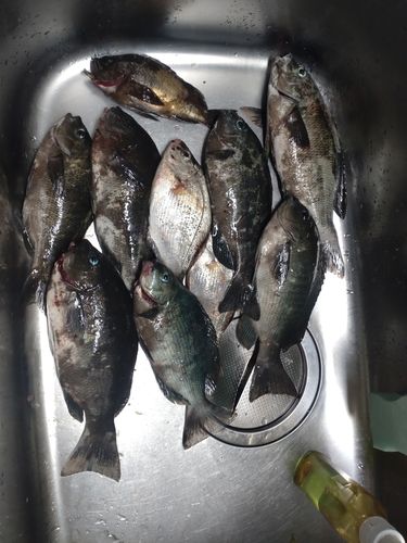 メジナの釣果