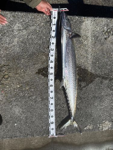 サワラの釣果