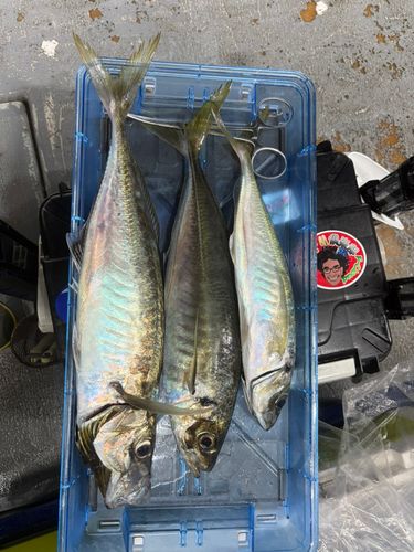 マアジの釣果