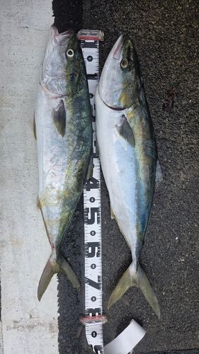 ワラサの釣果