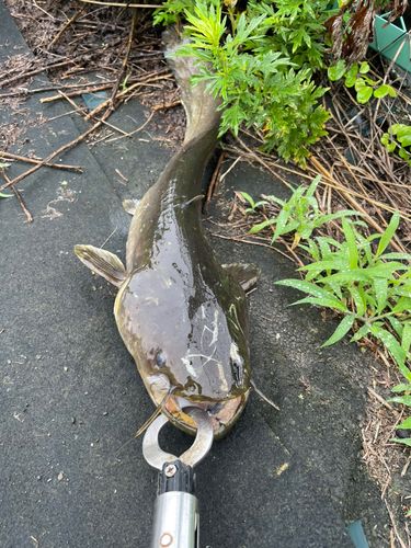 マナマズの釣果