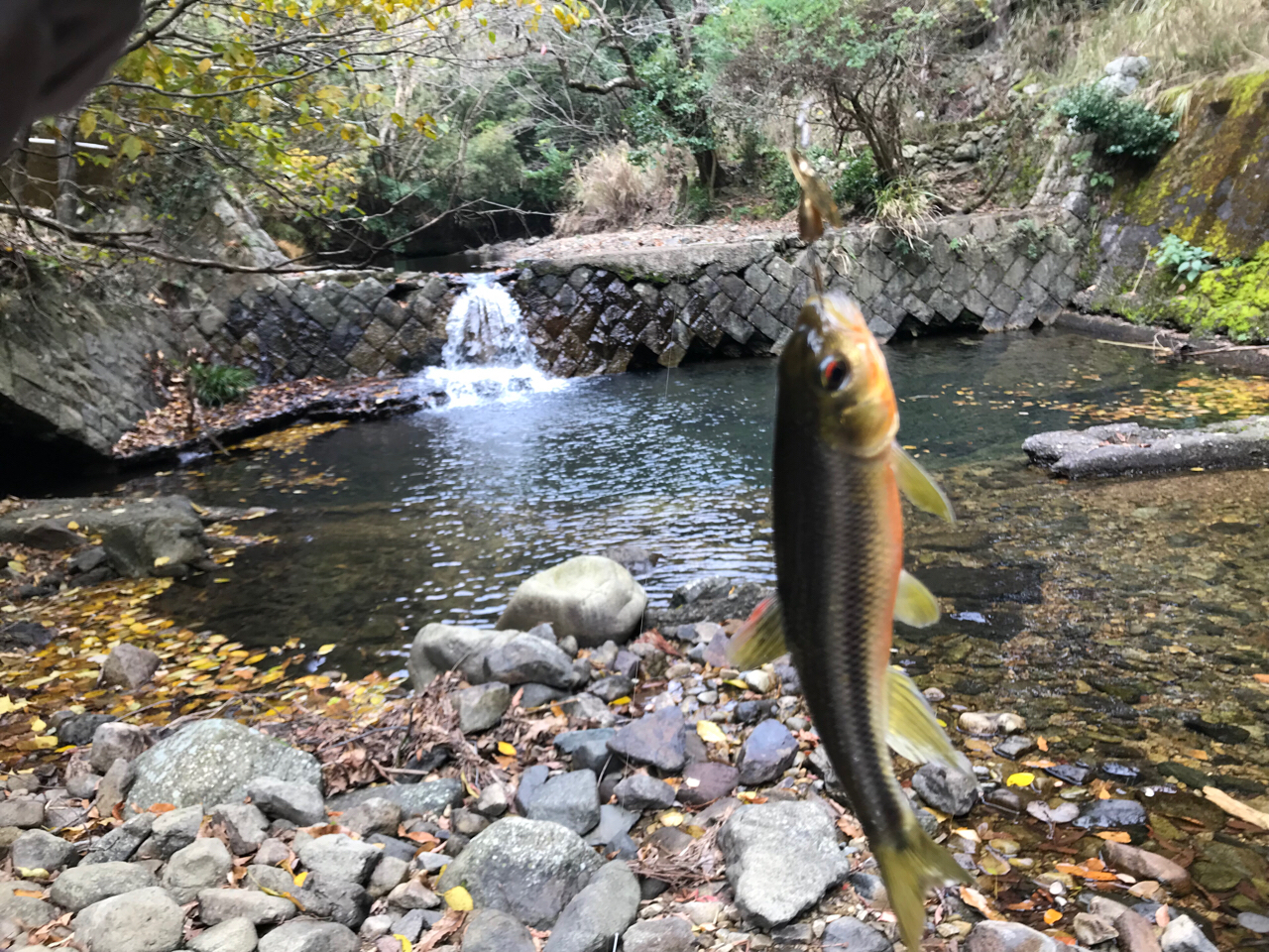 カワムツ