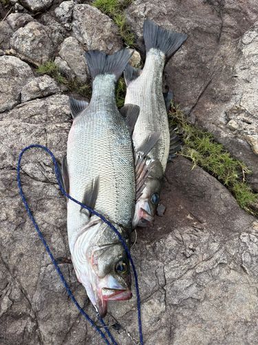 ヒラスズキの釣果