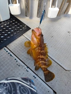 キジハタの釣果