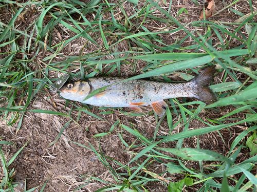 ウグイの釣果