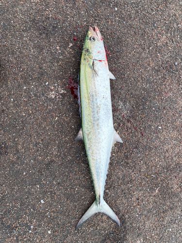 サゴシの釣果