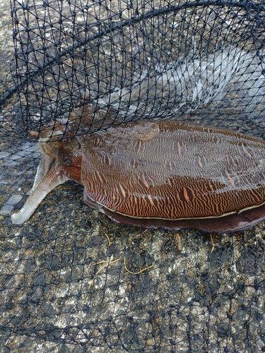 コウイカの釣果