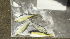 マアジの釣果