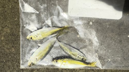 マアジの釣果