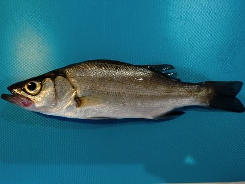 釣果一覧】相模川河口で釣れたセイゴ（ヒラスズキ） - アングラーズ