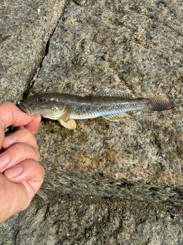 ハゼの釣果