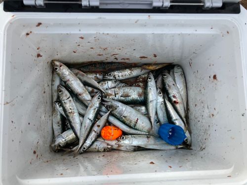 サバの釣果