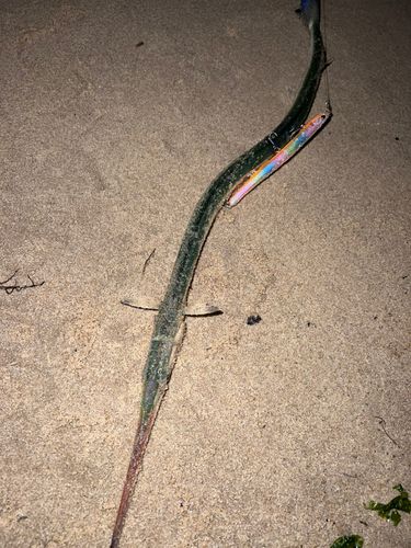 ダツの釣果