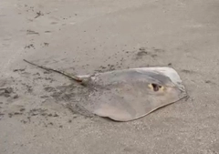 アカエイの釣果