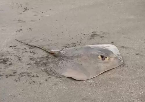 アカエイの釣果