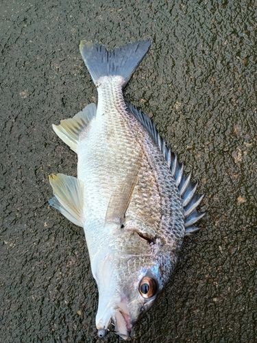 キビレの釣果