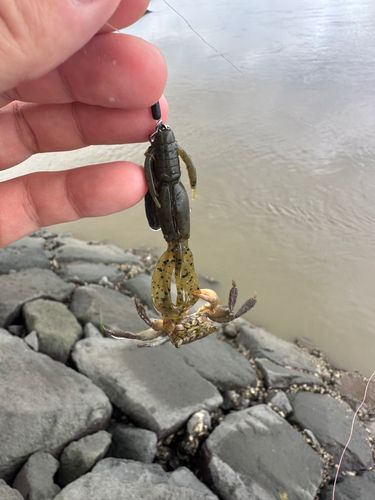 カニの釣果