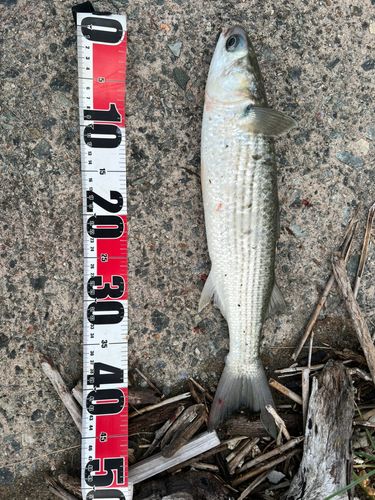ボラの釣果