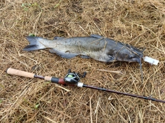 チャネルキャットフィッシュの釣果