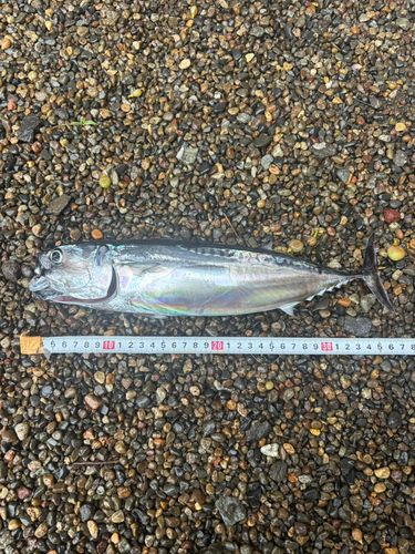 マルソウダの釣果