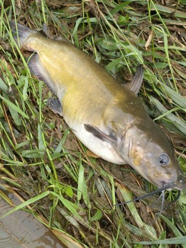 アメリカナマズの釣果
