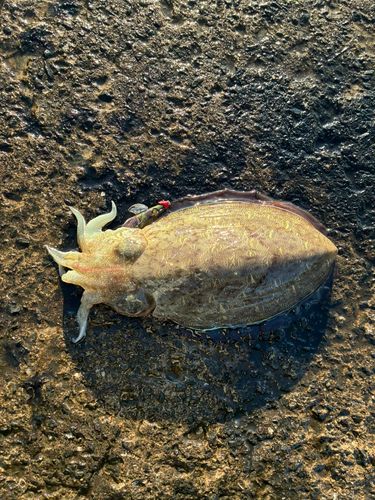 コウイカの釣果