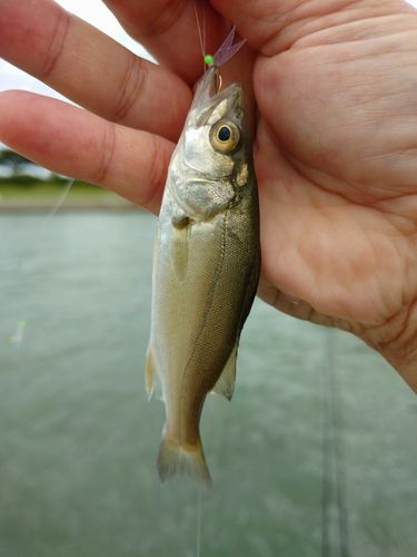 セイゴ（タイリクスズキ）の釣果