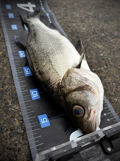 ヒラスズキの釣果