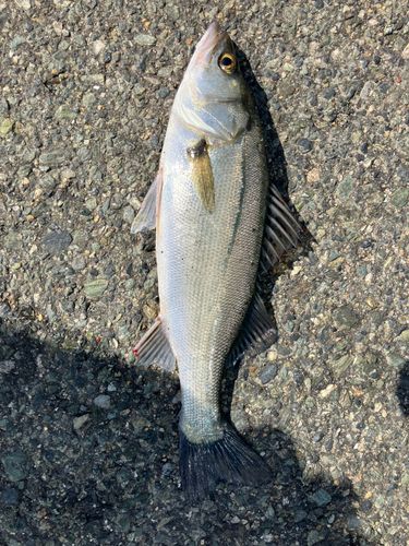 セイゴ（マルスズキ）の釣果