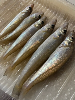 シロギスの釣果