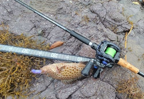 オオモンハタの釣果
