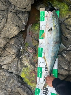 ブリの釣果