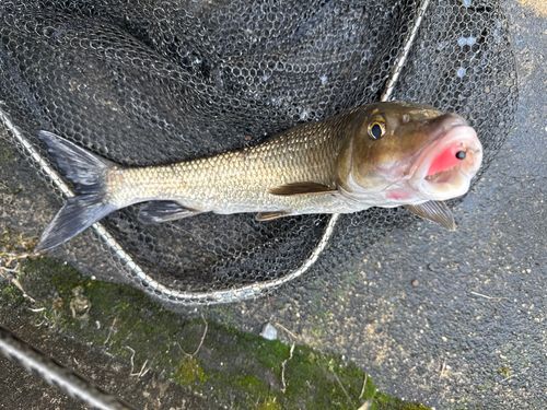 ニゴイの釣果