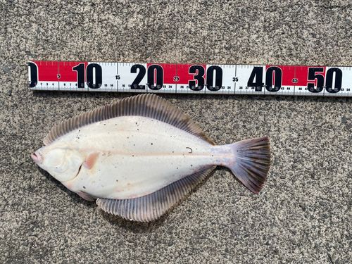 イシガレイの釣果