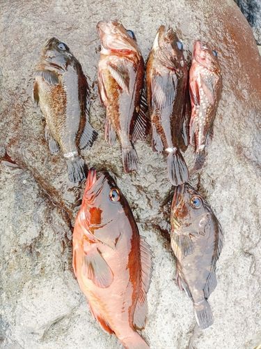 アカハタの釣果