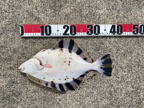 カワガレイの釣果