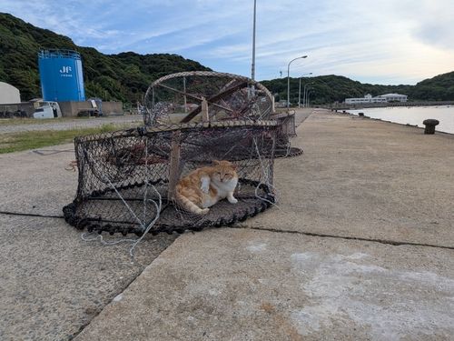 ケンサキイカの釣果