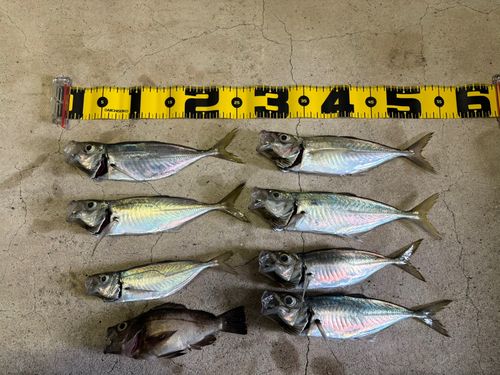 アジの釣果
