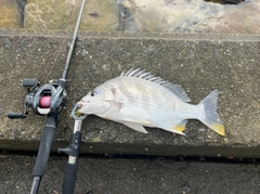 キビレの釣果
