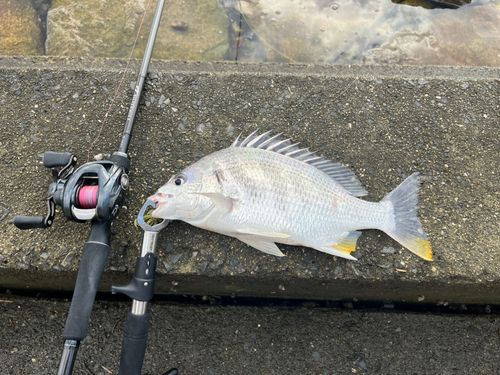 キビレの釣果